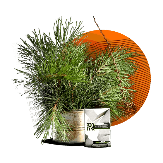 Табак Peter Ralf - Midnight Forest (Полуночный Лес, 50 грамм) купить в Самаре